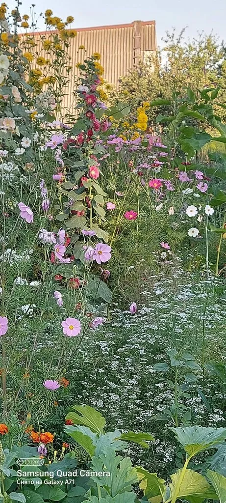 Чайная беседка