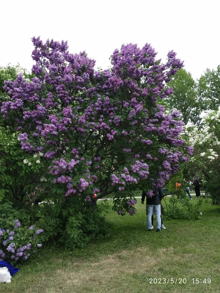 Чайная беседка