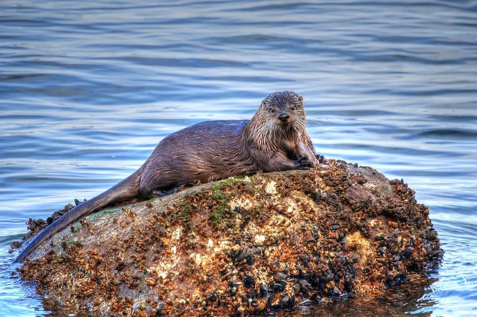 Как мускулы морской выдры позволяют вести холодную водную жизнь