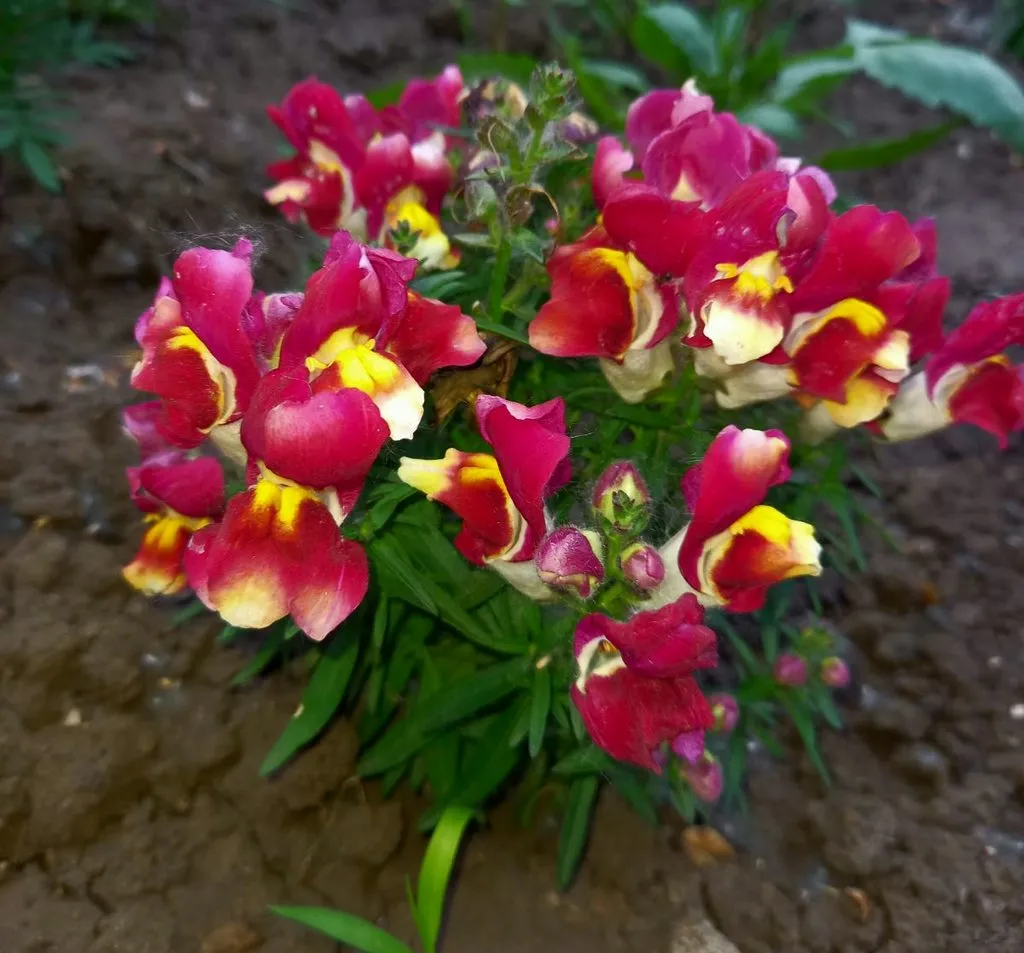 Чайная беседка