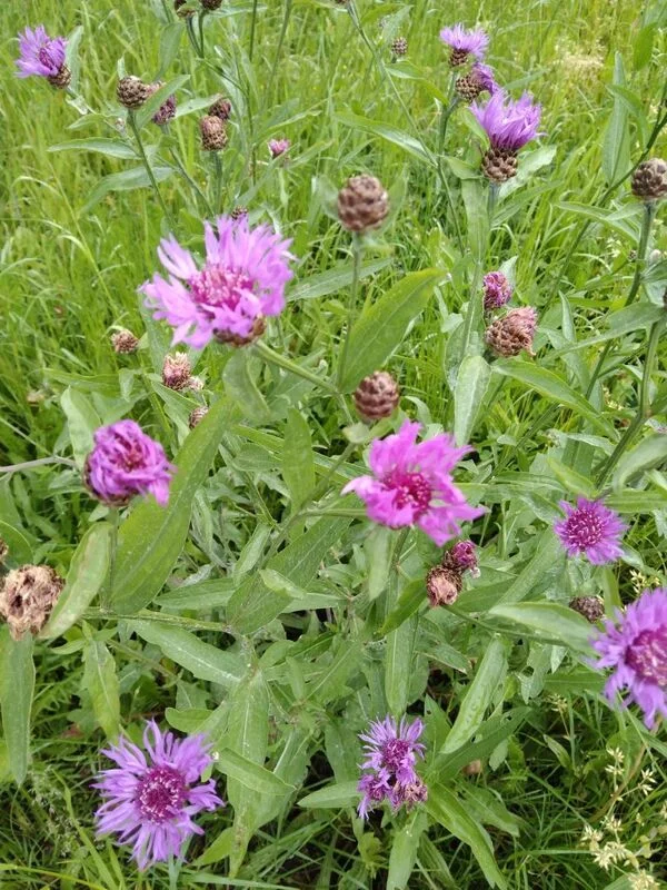 Чайная беседка