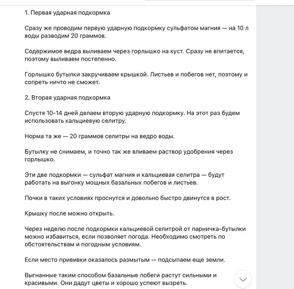 Цветы на моем участке (2022 г.)