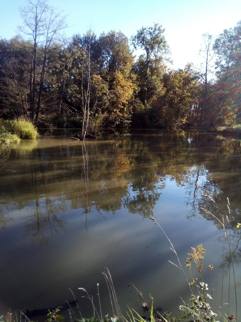 Чайная беседка