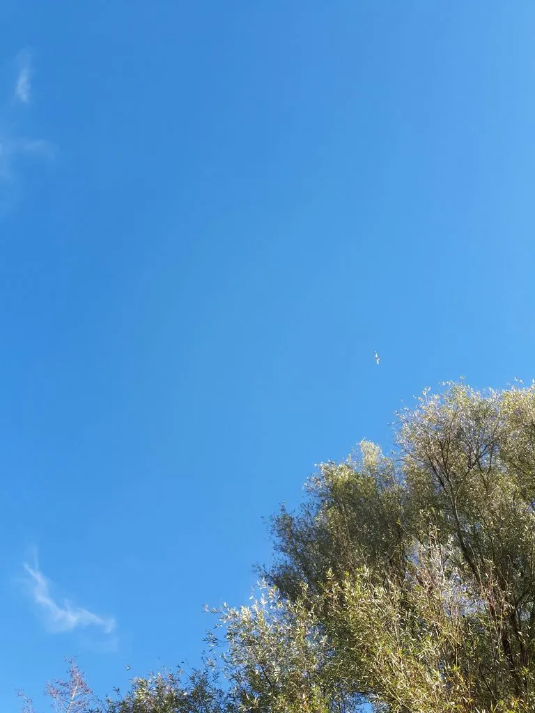 Чайная беседка