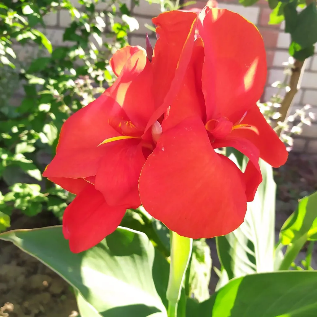 Чайная беседка