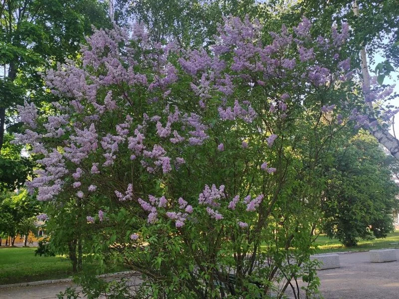 Чайная беседка