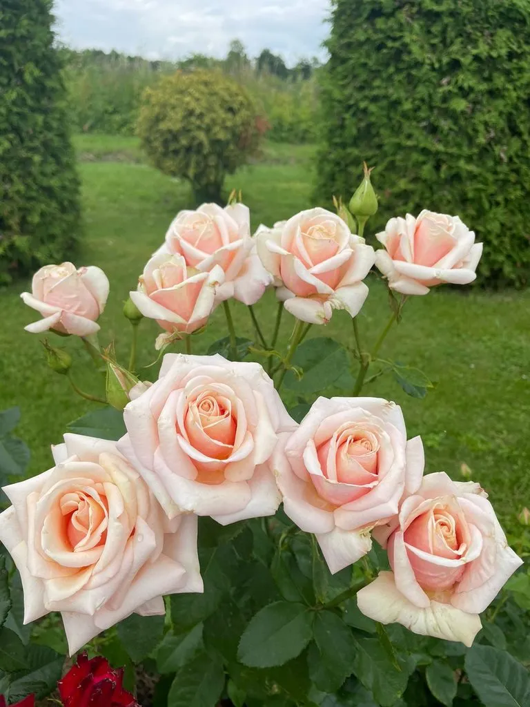 Чайная беседка