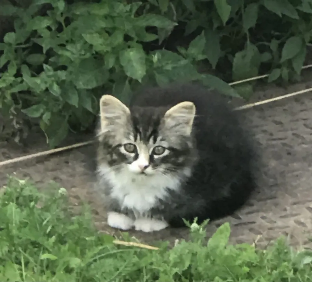 Помогите найти котятам дом!