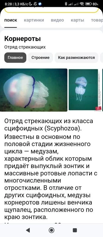 Кафе "У пани Сони"