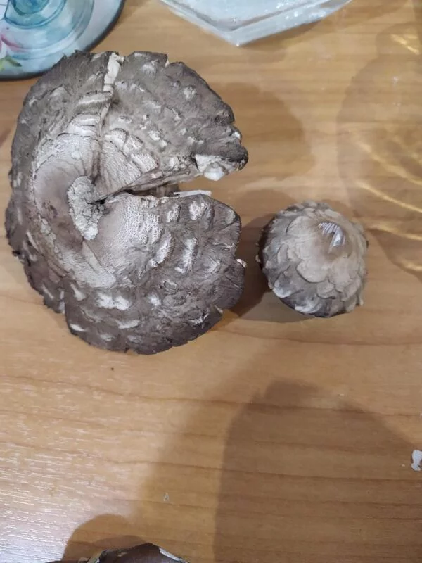 По грибы с лукошком