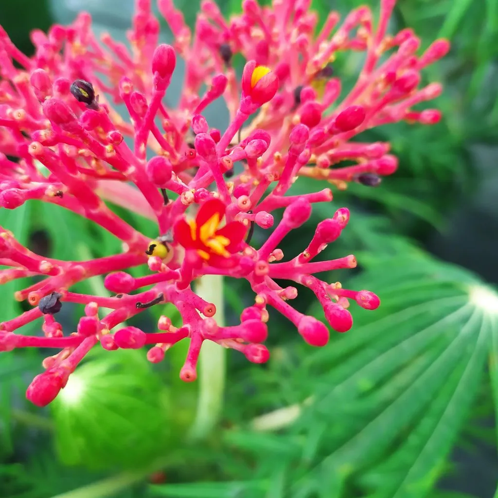 Чайная беседка