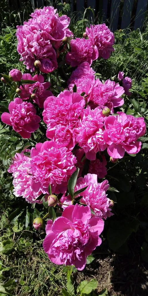 Чайная беседка