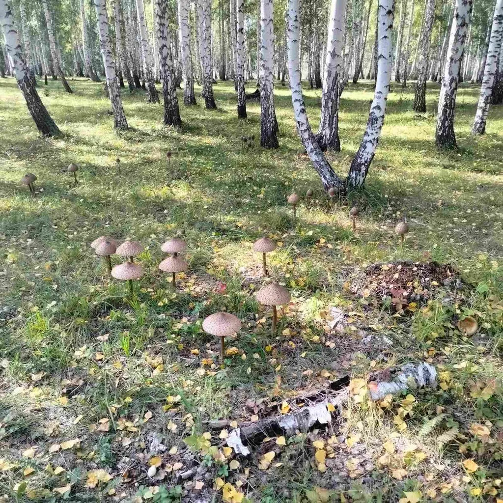 Чайная беседка