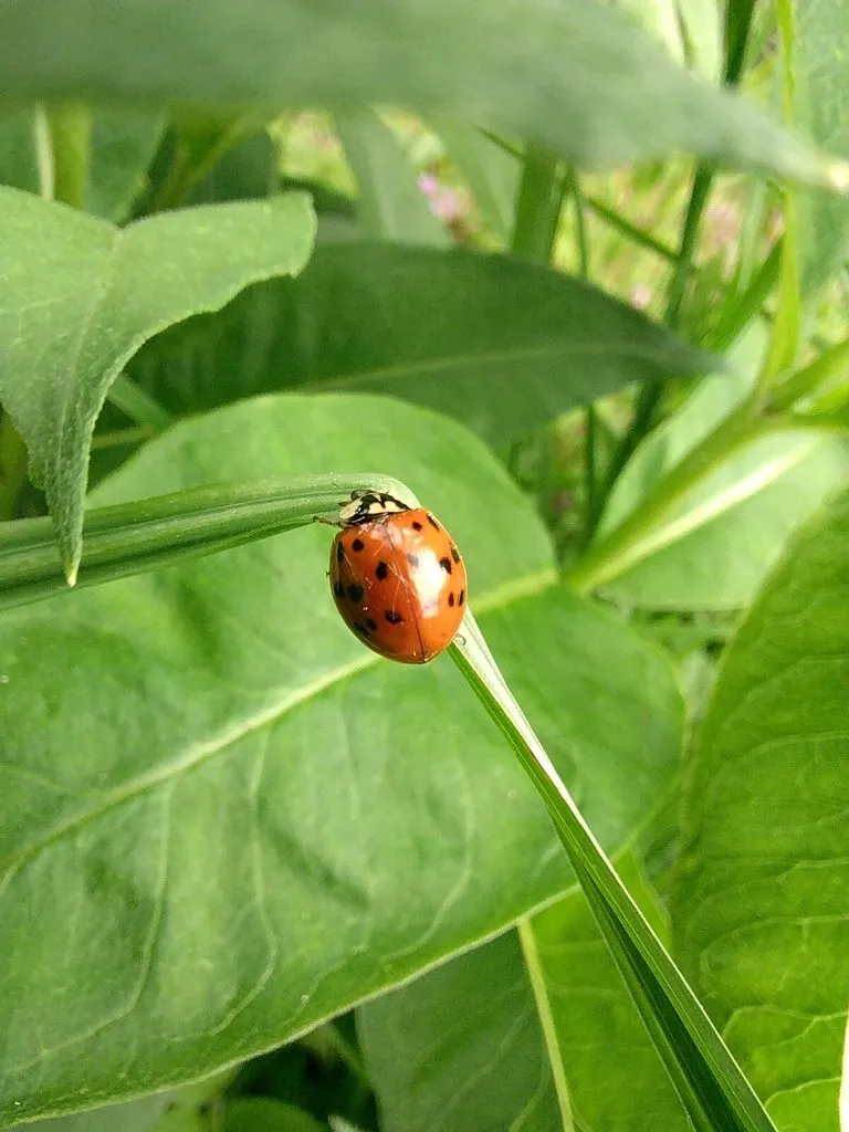 Чайная беседка