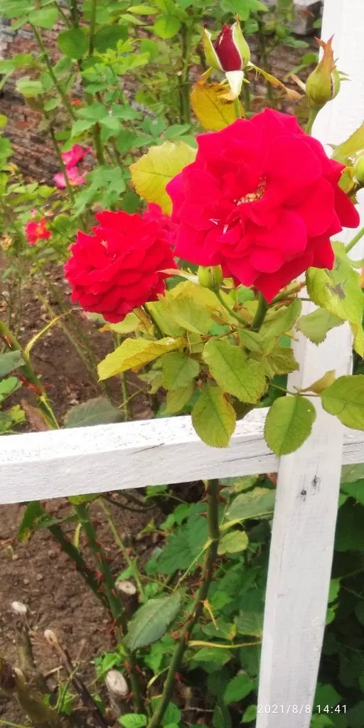 Tapтaлeтки & Ко