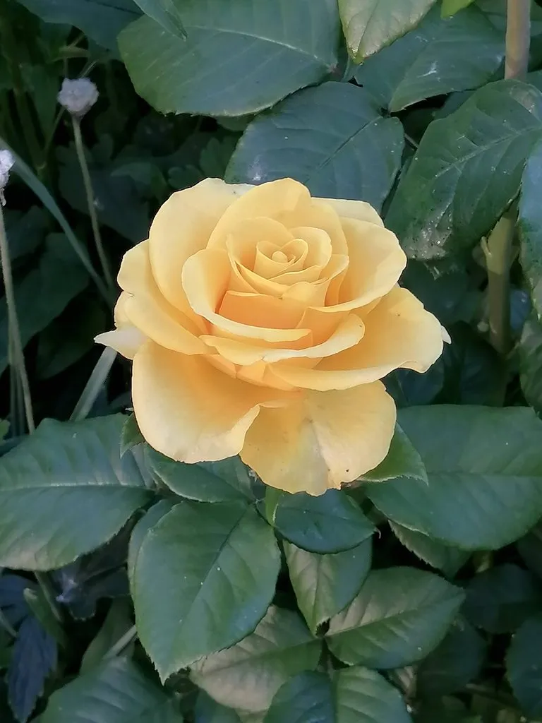 Tapтaлeтки & Ко