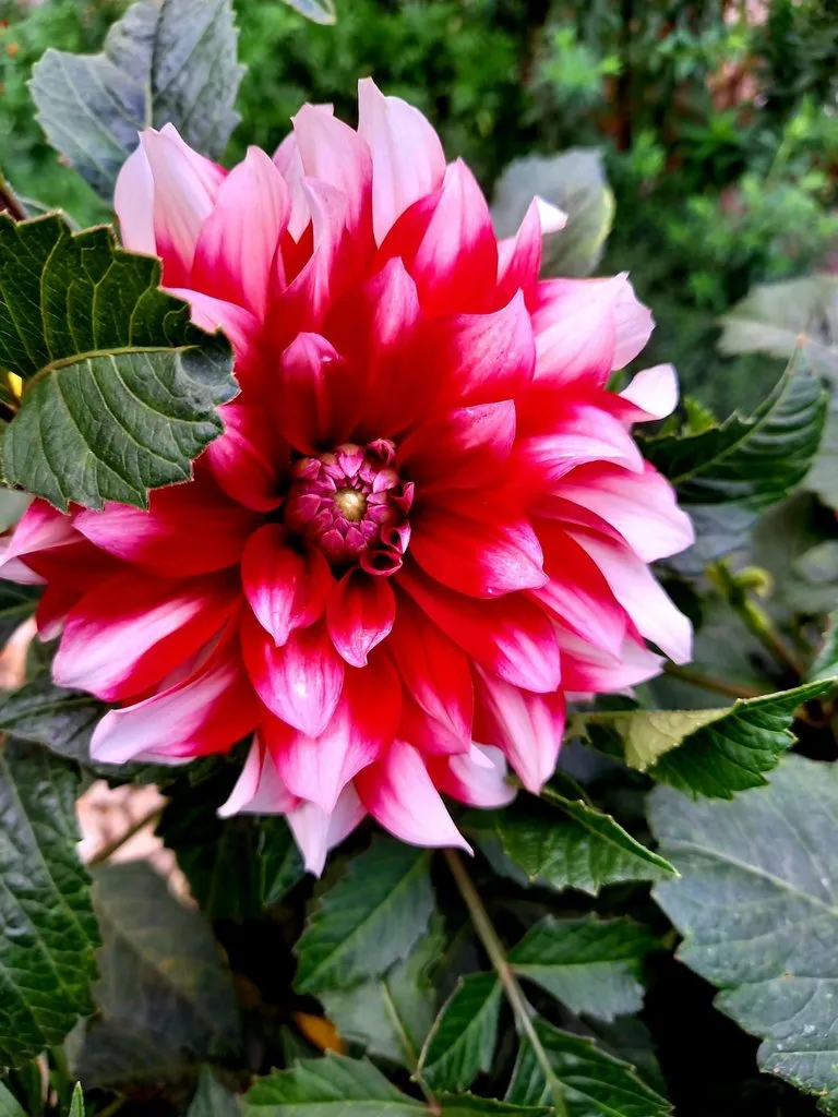 Чайная беседка