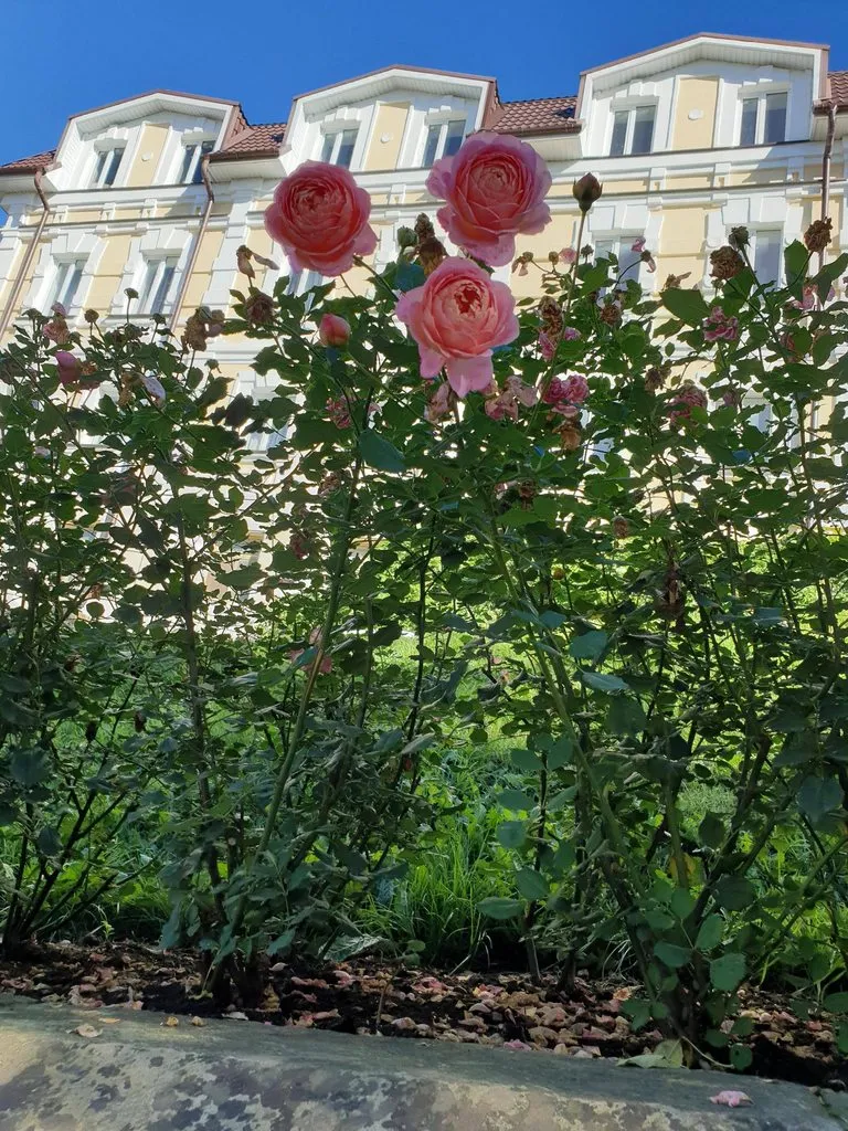 Вышивка крестиком
