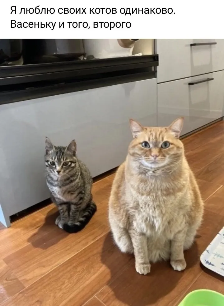 Кошичкина полиция