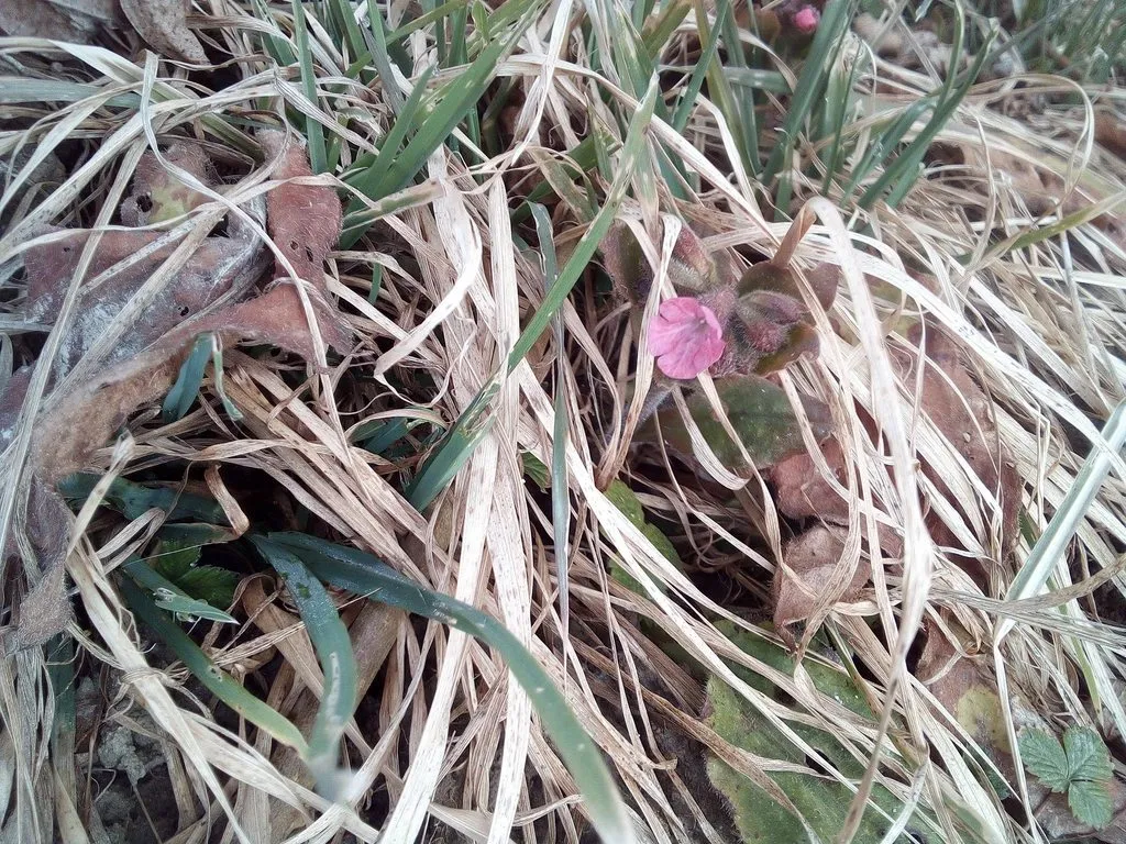 Чайная беседка