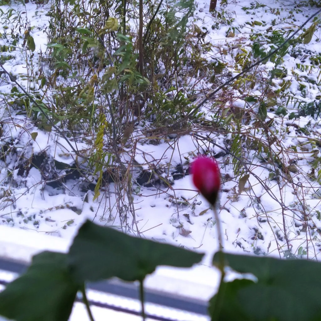 Чайная беседка