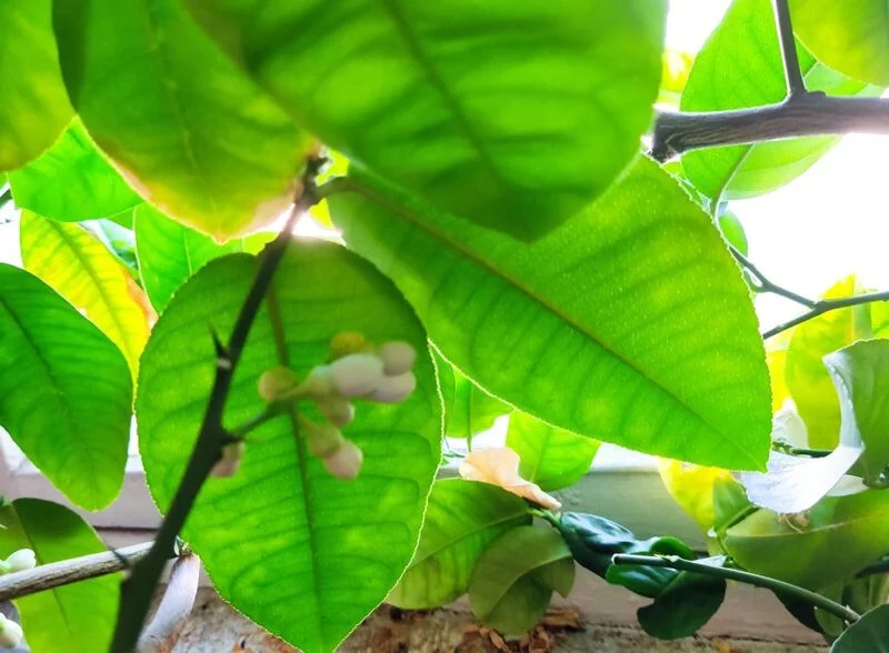 Чайная беседка