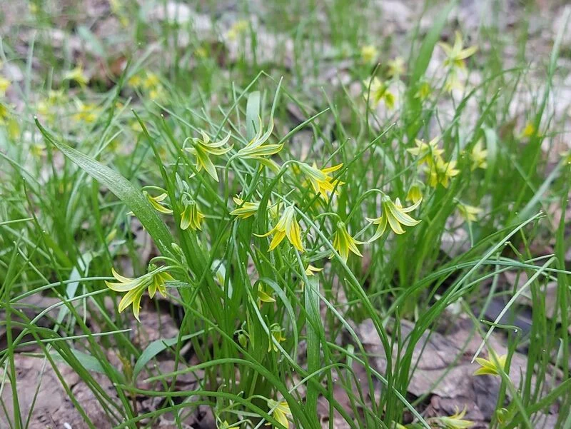 Чайная беседка