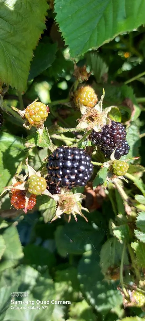 Чайная беседка