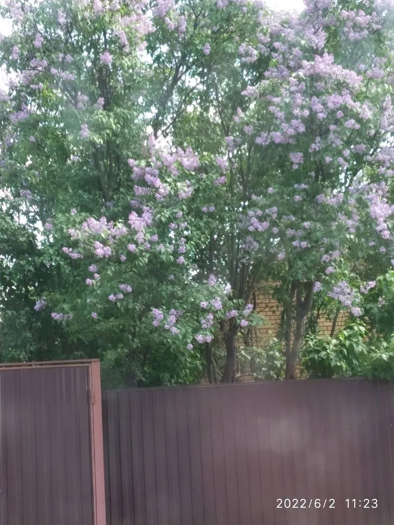 Чайная беседка