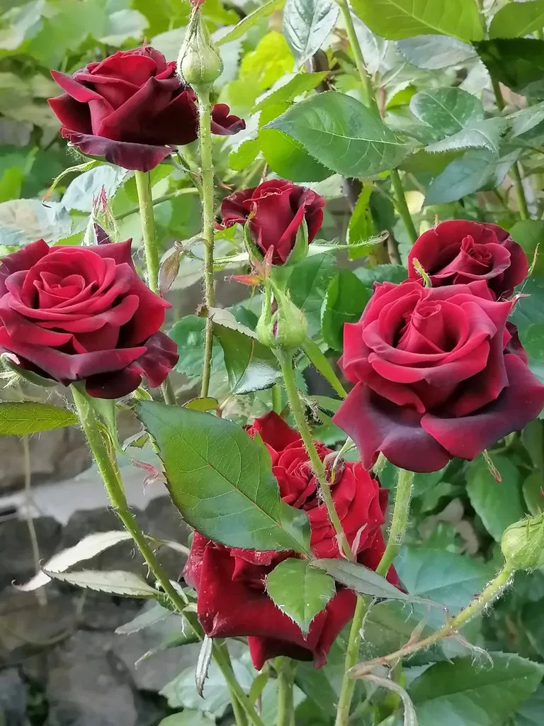 Фотонастроение
