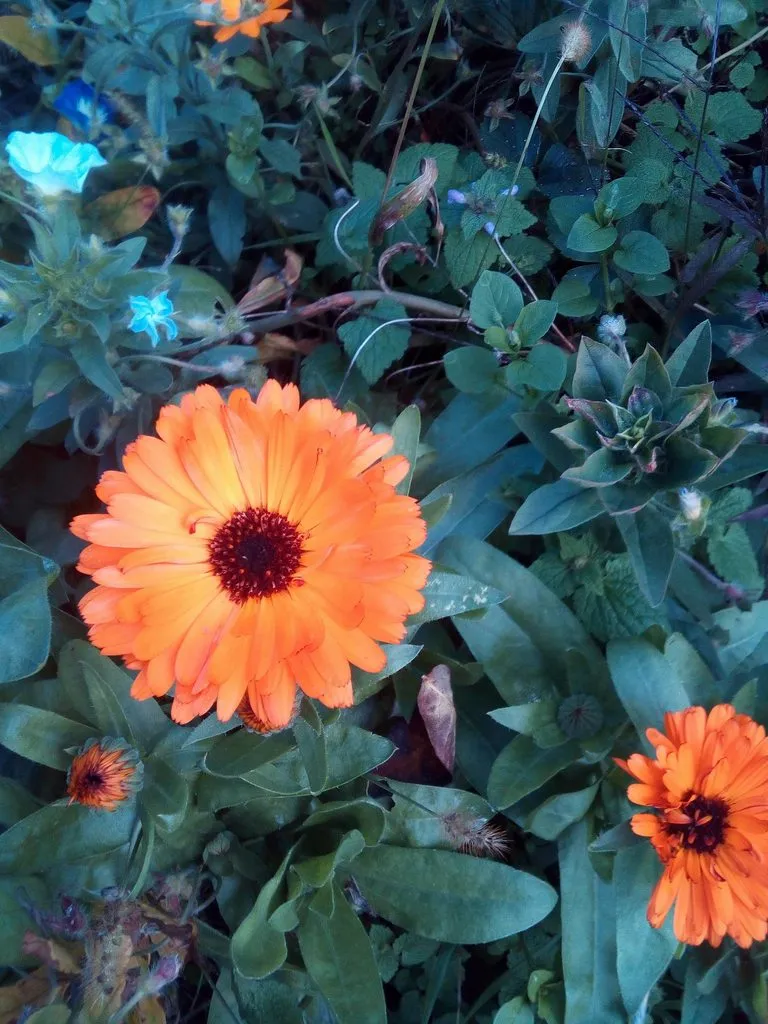 Чайная беседка