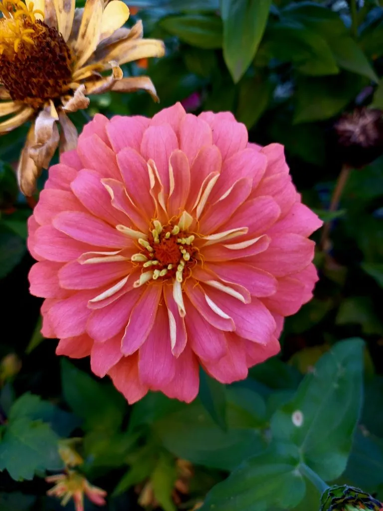 Чайная беседка