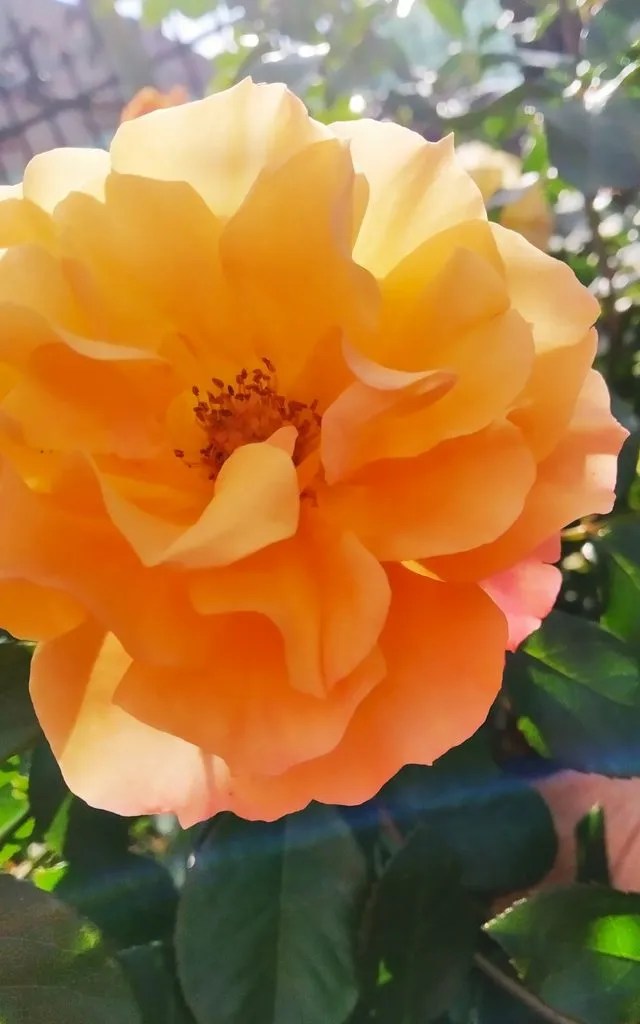 Чайная беседка