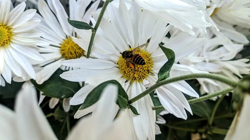 Возможная роль прополиса в профилактике и лечении метаболических заболеваний