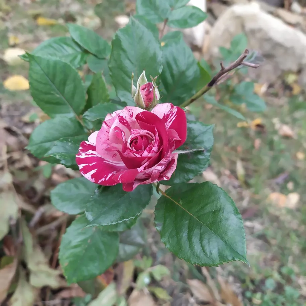 Чайная беседка