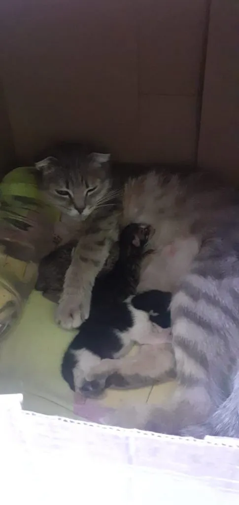 Tapтaлeтки & Ко