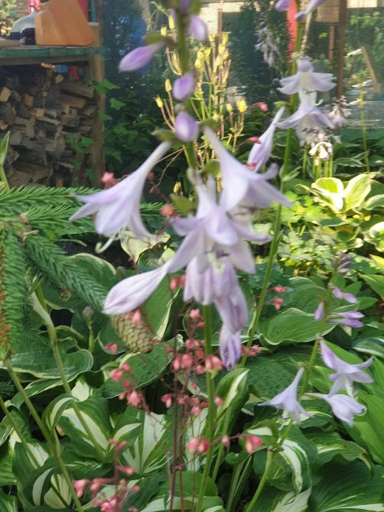 Чайная беседка