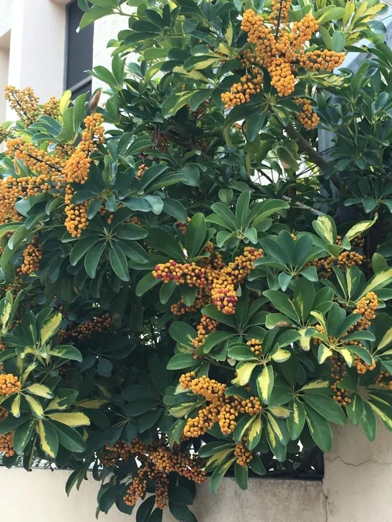 Чайная беседка