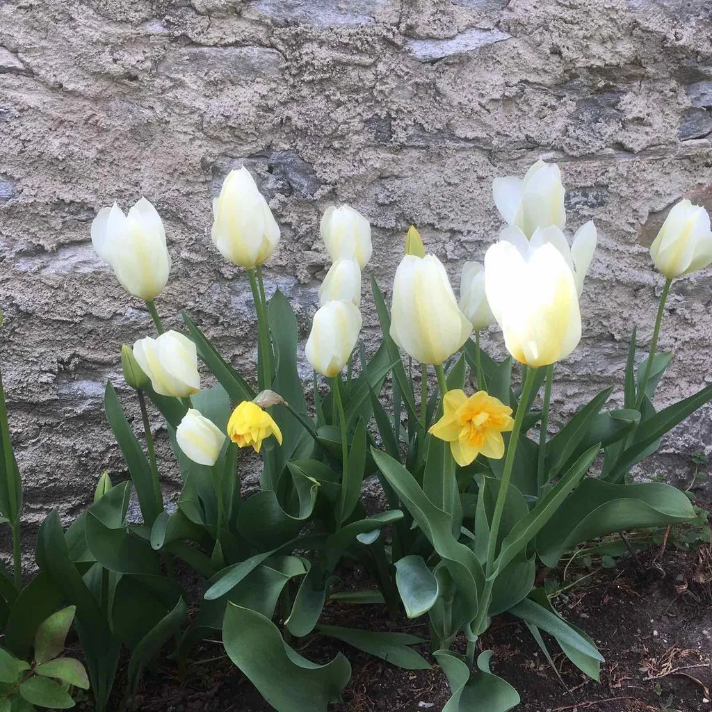 Чайная беседка