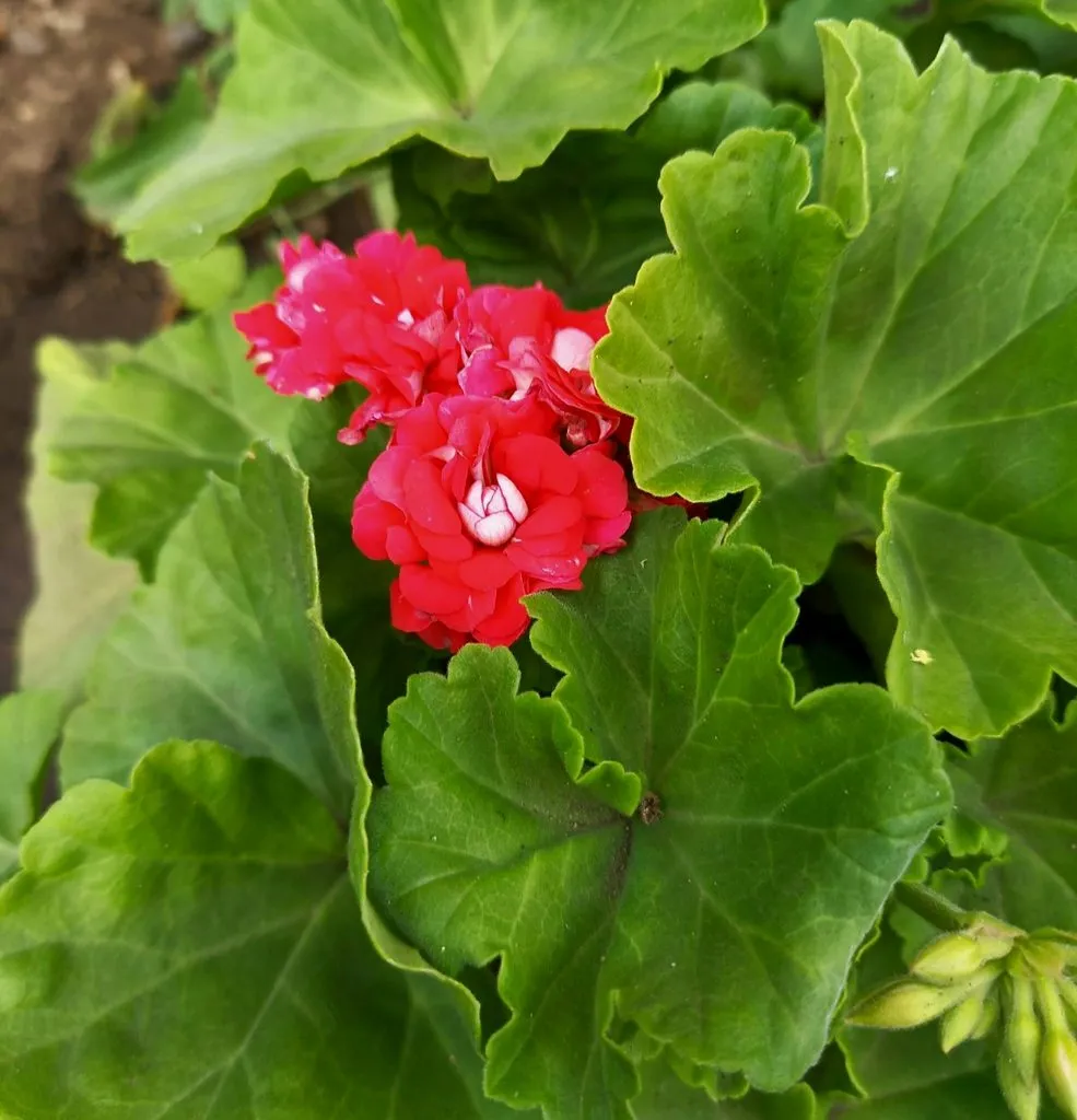 Флора