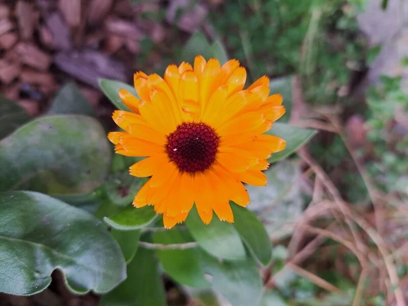 Чайная беседка