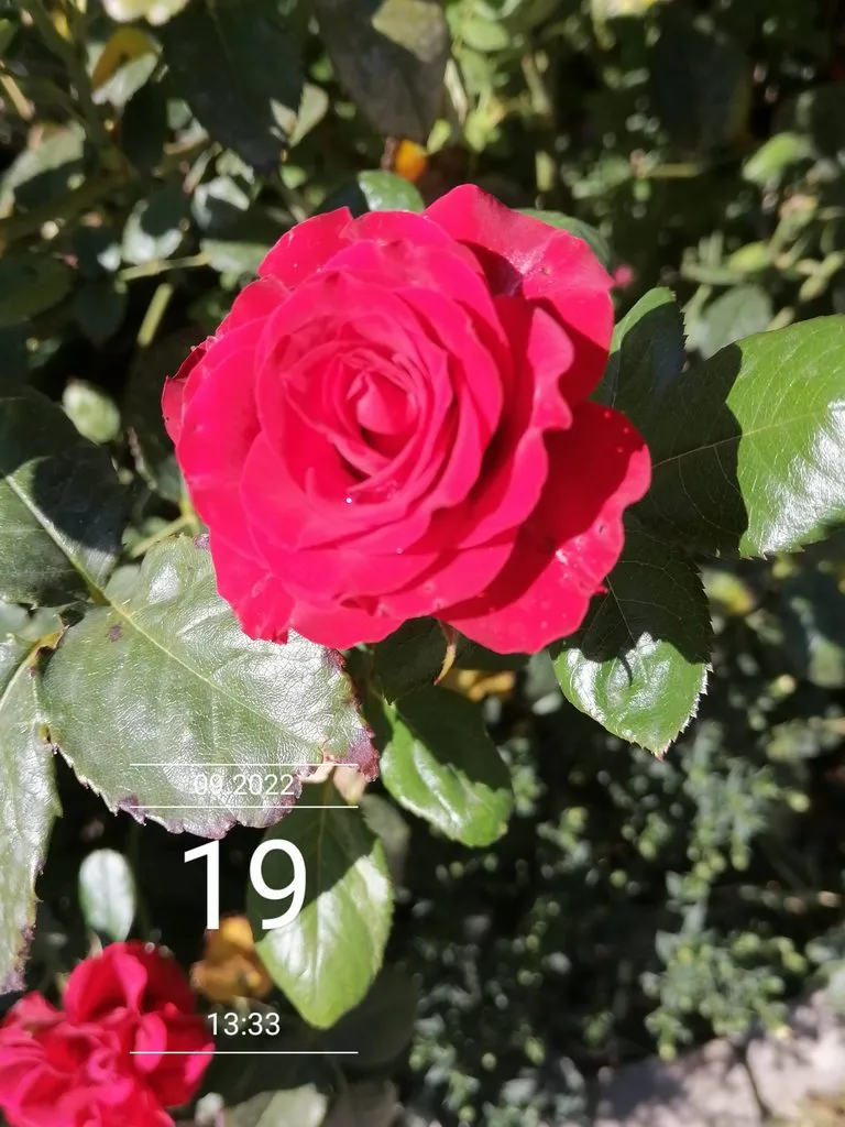 Чайная беседка