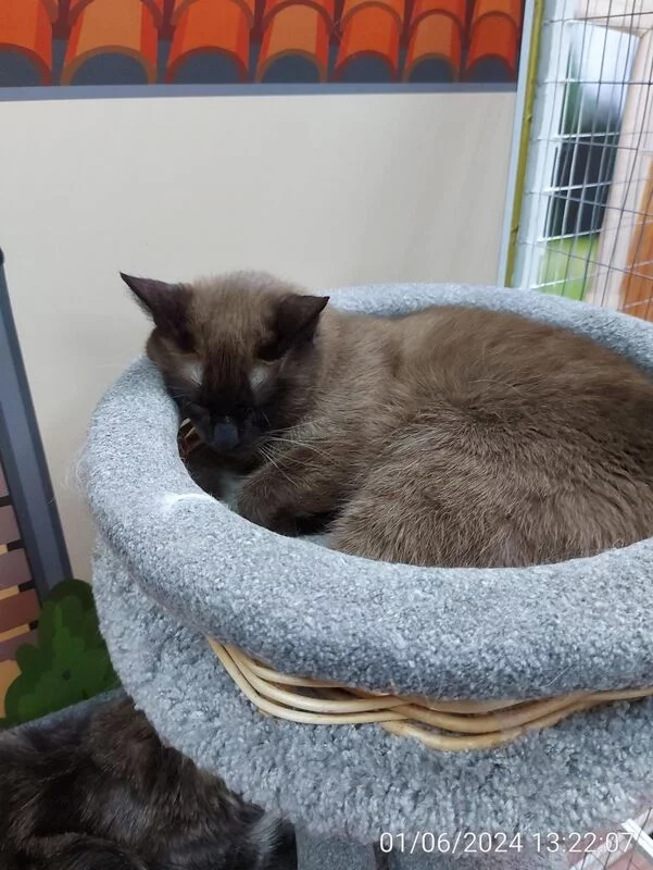 Чайная беседка