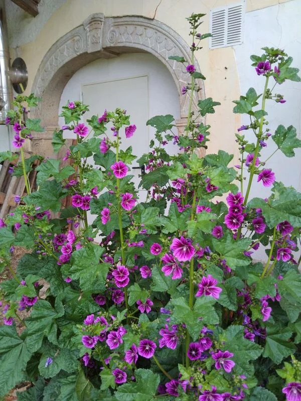 Чайная беседка