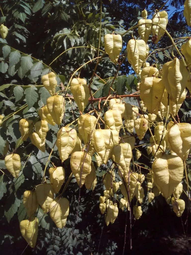 Чайная беседка