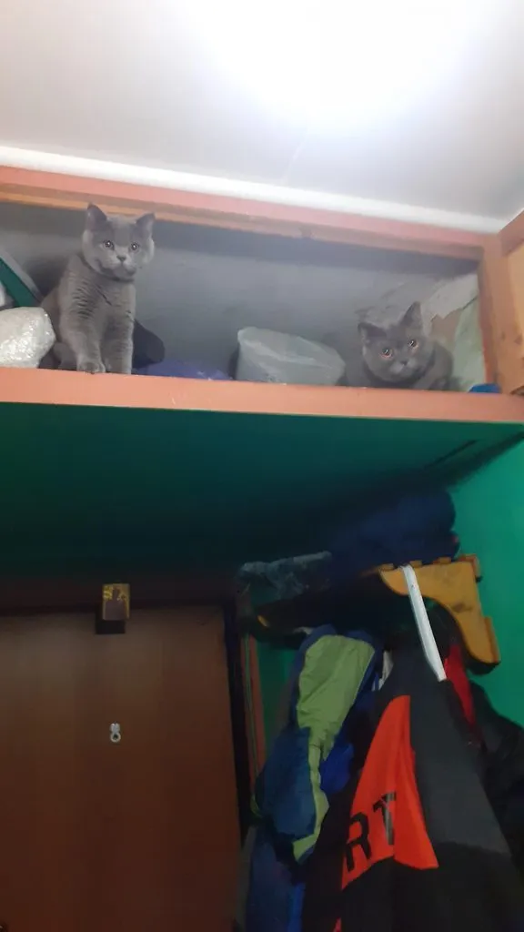 Tapтaлeтки & Ко