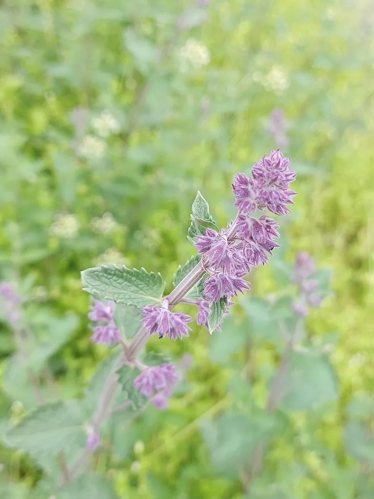 Чайная беседка