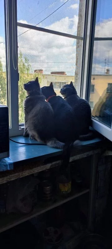 Чайная беседка