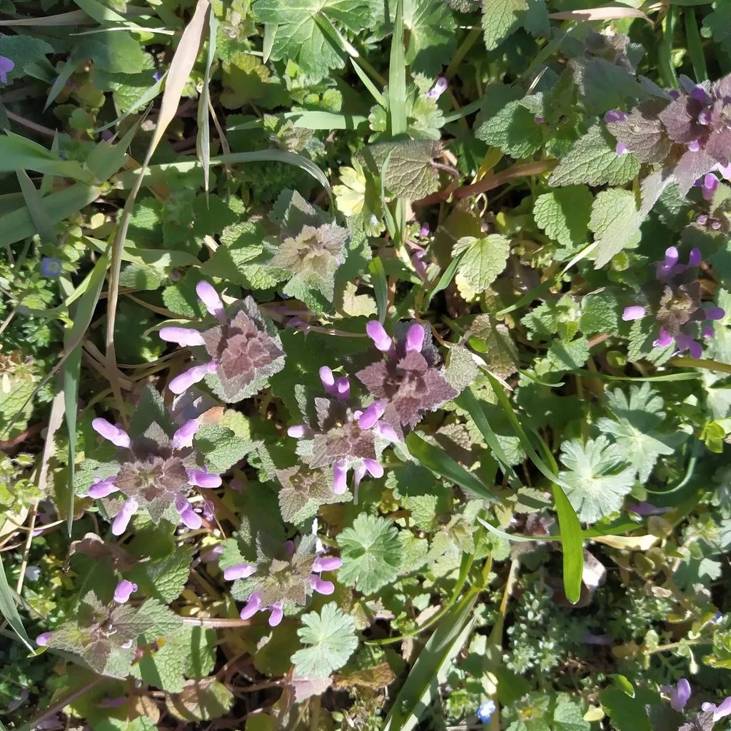 Чайная беседка