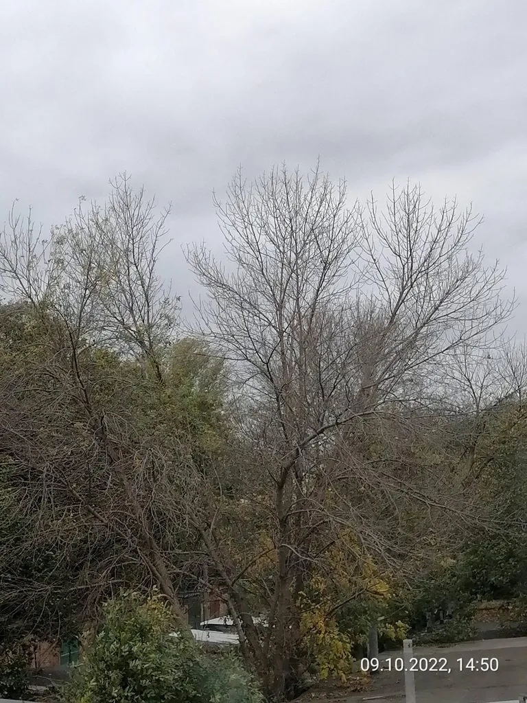 Чайная беседка